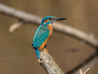 Isfugl