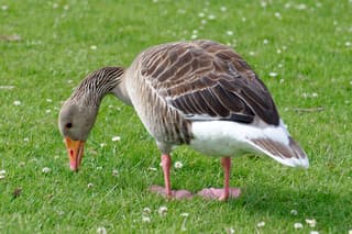 Grågås