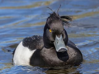 Troldand