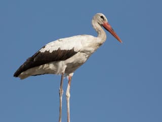 Hvid stork