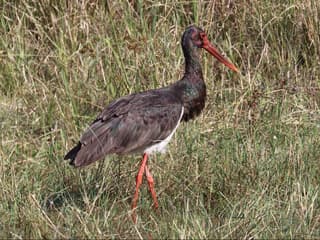 Sort stork