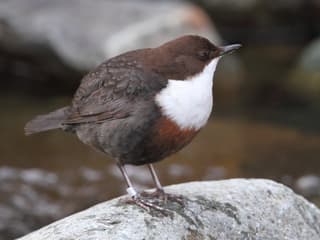 Vandstær