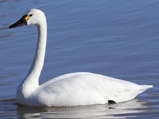 Pibesvane