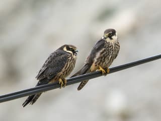 Lærkefalk