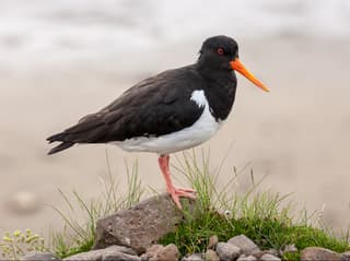 Strandskade