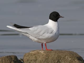 Dværgmåge