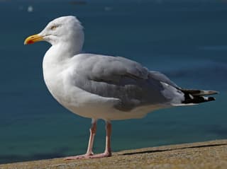 Sølvmåge