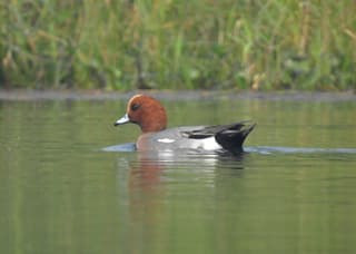 Pibeand
