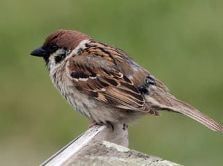 Skovspurv