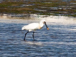 Skestork