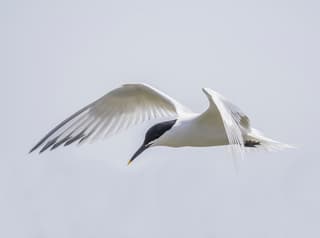 Splitterne